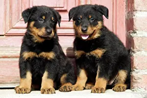 Berge: Dog - Beauceron / Bas Rouge / Berger de Beauce - two puppies