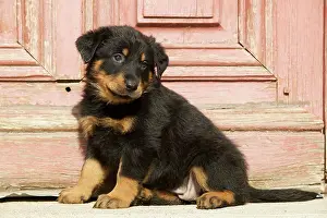 Berge: DOG - BEAUCERON / Bas Rouge / Berger de Beauce - Puppy