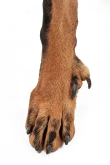 Beauceron: Dog - Beauceron - close-up showing double dewclaws