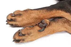 Dog - Beauceron - close-up showing double dewclaws