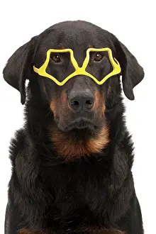 Beauceron: Dog - Beauceron - in glasses