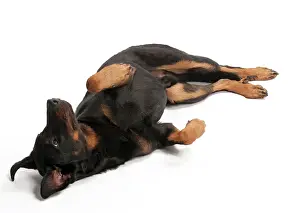 Beauceron: Dog - Beauceron - laying on it's back