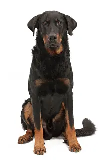 Beauceron: Dog - Beauceron - sitting