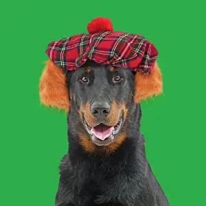 Wigs: Dog - Beauceron wearing a tam o shanter hat mouth