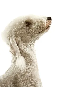 Bedlington: Dog - Bedlington Terrier