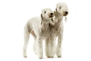 Bedlington: Dog - Bedlington Terrier