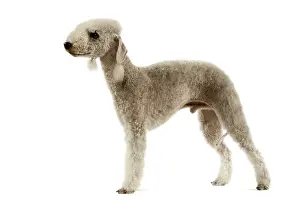 Bedlington: Dog - Bedlington Terrier. Also known as Rothbury