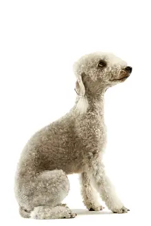 Bedlington: Dog - Bedlington Terrier. Also known as Rothbury Terrier
