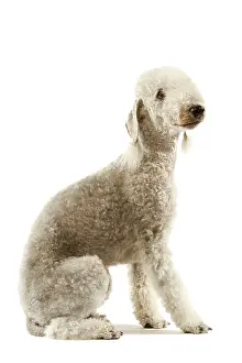Bedlington: Dog - Bedlington Terrier. Also known as Rothbury Terrier