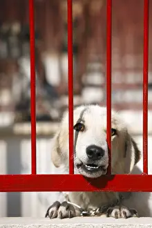 Lost: Dog begging crossed in a pound Cuenca Spain