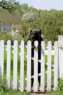 Groenendael: Dog - Belgian Sheepdog / Groenendael - Peering over gate