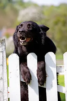 Groenendael: Dog - Belgian Sheepdog / Groenendael - Peering over gate