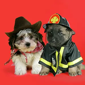 Outfit: DOG. Belgian Shephard (Tervuren) puppy dressed