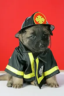Outfit: DOG. Belgian Shephard (Tervuren) puppy dressed