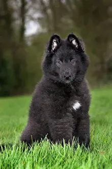 Groenendael: Dog - Belgian Shepherd Dog Groenendael - puppy