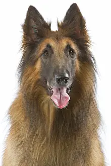 Tervueren: Dog - Belgian Shepherd Dog / Tervuren