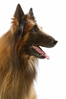 Tervueren: Dog - Belgian Shepherd Dog / Tervuren