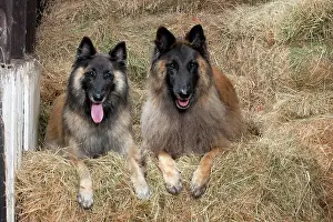 Tervurens: DOG Belgian Shepherd dogs, ( Tervuren ), in hay