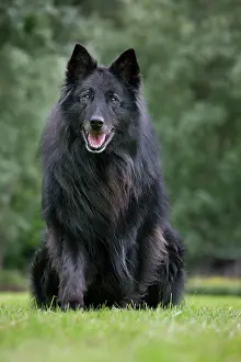 Groenendael: Dog - Belgian Shepherd Groenendael