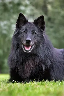 Groenendael: Dog - Belgian Shepherd Groenendael