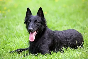 Groenendael: Dog Belgian Shepherd (Groenendael)