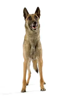 Malinois: Dog - Belgian Shepherd / Malinois