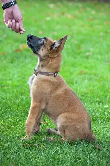 Malinois: Dog - Belgian Shepherd / Malinois