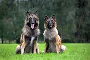 Brindle: Dog - Belgian Shepherd / Tervuren Dog