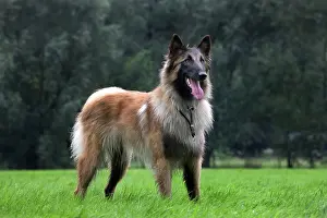 Brindle: Dog - Belgian Shepherd / Tervuren Dog