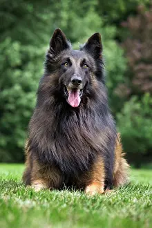 Brindle: Dog - Belgian Shepherd / Tervuren Dog