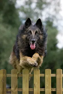 Brindle: Dog - Belgian Shepherd / Tervuren Dog jumping over fence