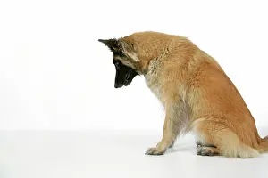 Tevueren: DOG. Belgian Shepherd (Tervuren) dog looking down