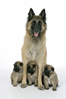 Tevueren: DOG - Belgian Shepherd (Tervuren) dog with puppies