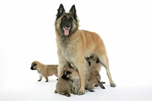 Tevueren: DOG - Belgian Shepherd (Tervuren) dog with puppies