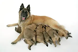 Tevueren: DOG - Belgian Shepherd (Tervuren) dog with puppies feeding