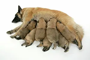 Tevueren: DOG - Belgian Shepherd (Tervuren) dog with puppies feeding