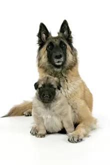 Tevueren: DOG - Belgian Shepherd (Tervuren) dog with puppy