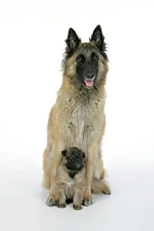 Tevueren: DOG - Belgian Shepherd (Tervuren) dog with puppy