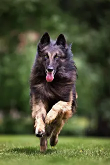 Brindle: Dog - Belgian Shepherd / Tervuren Dog running