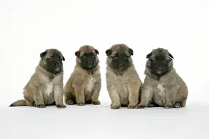 Tevueren: DOG - Belgian Shepherd (Tervuren) puppies