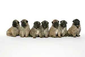 Tevueren: DOG - Belgian Shepherd (Tervuren) puppies