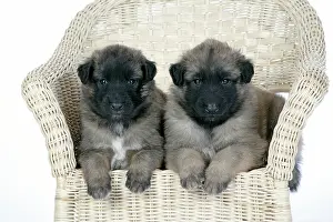 Tevueren: DOG - Belgian Shepherd (Tervuren) puppies on chair