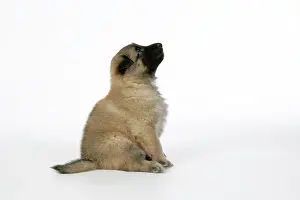 Tevueren: DOG - Belgian Shepherd (Tervuren) puppy