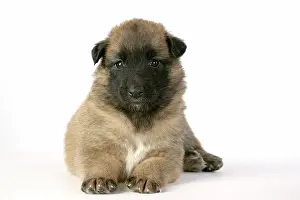 Tevueren: DOG - Belgian Shepherd (Tervuren) puppy