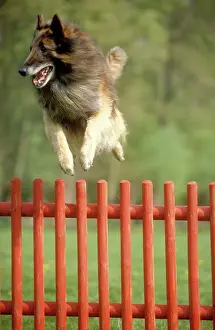 Obedience: DOG - Belgian Tervuren, jumping over fence