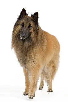 Brindle: Dog - Belgium Sheepdog / Tervuren