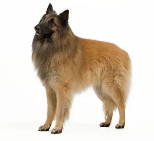 Brindle: Dog - Belgium Sheepdog / Tervuren