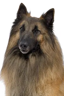 Brindle: Dog - Belgium Sheepdog / Tervuren