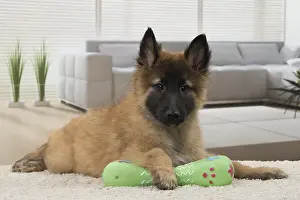 Tervurens: Dog Belgium Shepherd / Tervuren