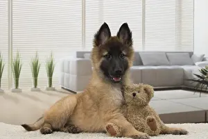Tervurens: Dog Belgium Shepherd / Tervuren